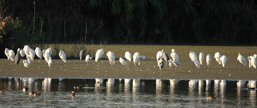L''oasi WWF Stagni di Focognano (C.pi Bisenzio)